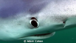 Blue shark: This beauty came right up to the video port a... by Adam Cohen 